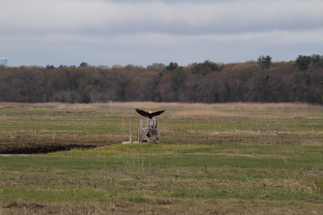 Salisbury Salt Marsh Wildlife Management