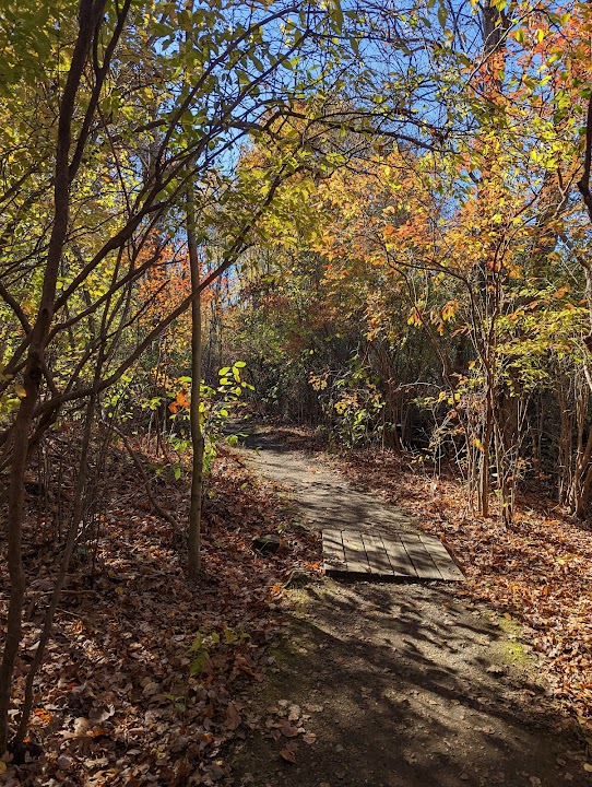 Forest lore tour