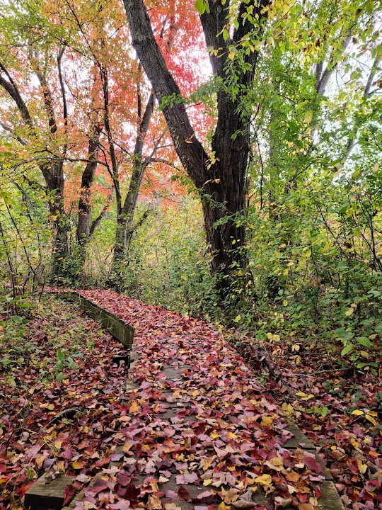 Lower Vine Brook