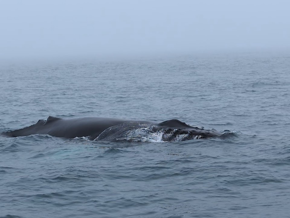 Newburyport Whale Watch