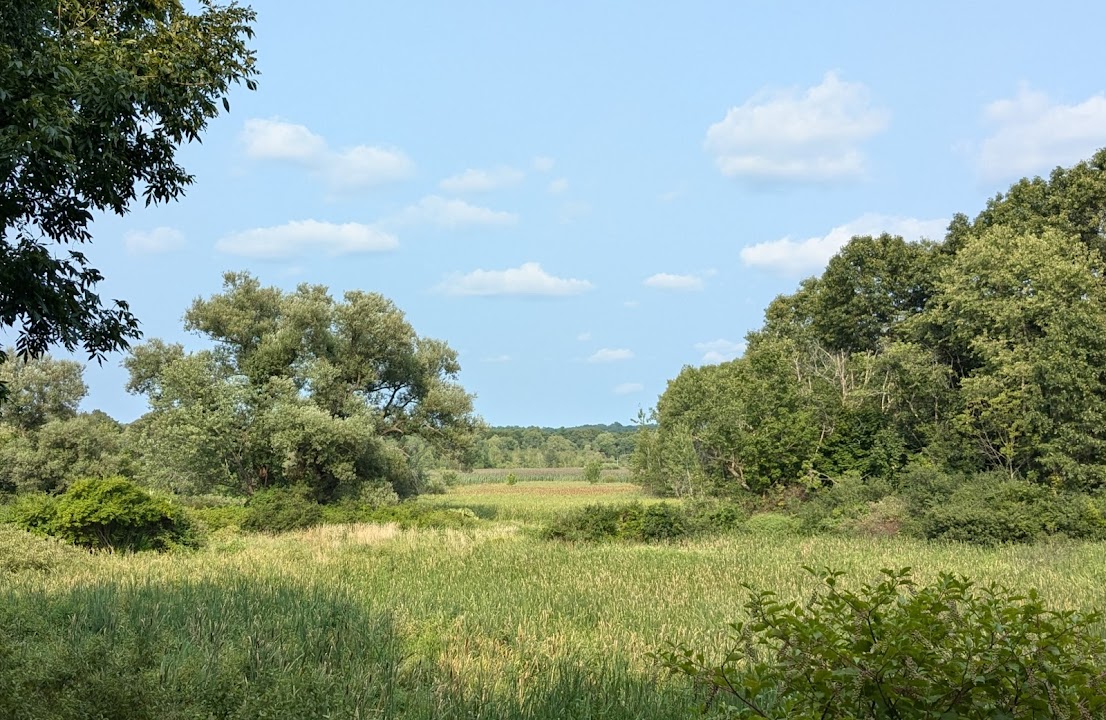 Arlington's Great Meadows