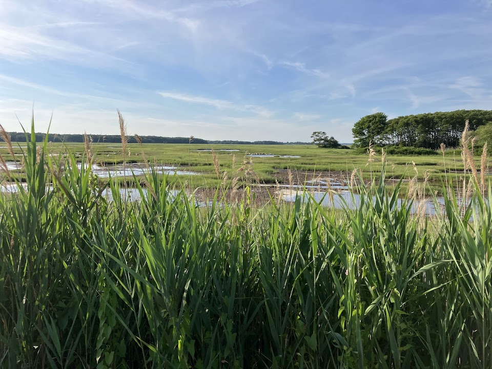Salisbury Salt Marsh Wildlife Management Area