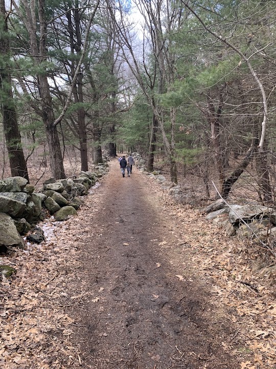 Willard's Woods