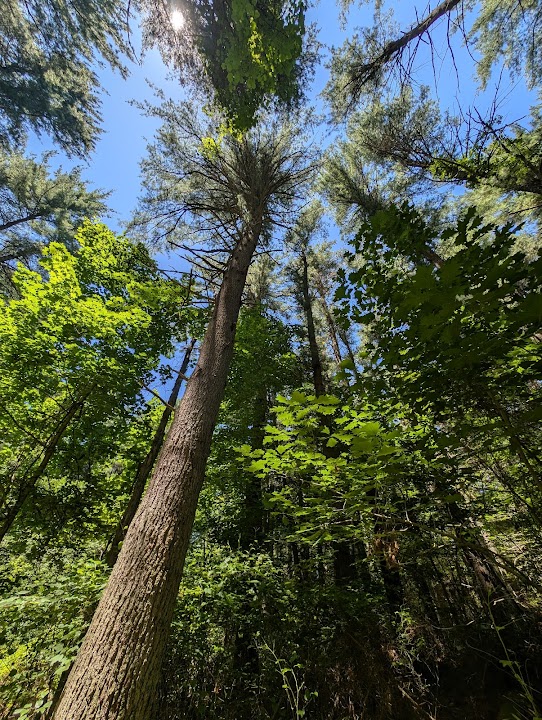 George Washington Forest