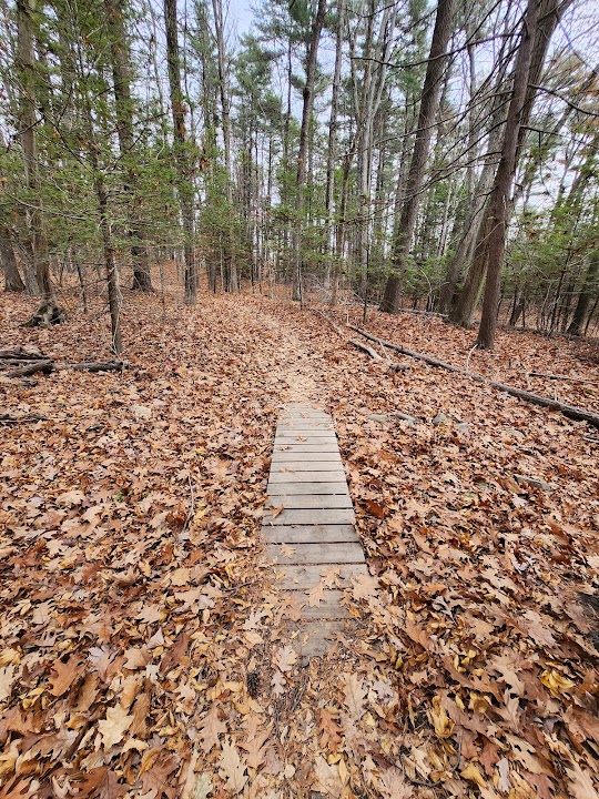 Amesbury Town Forest